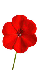 Close-up of a vibrant red flower.  A single, crimson bloom with five distinct petals.  