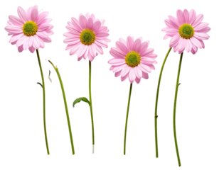 Close-up of five light pink daisies with green centers and stems