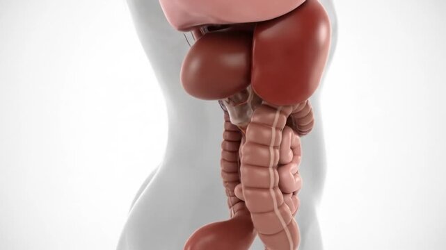 Anatomical illustration of the human digestive system and internal organs, side view.