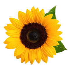 Vibrant sunflower with dark center and green leaves
