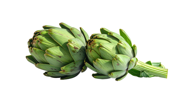 Two fresh artichoke heads, close-up, vibrant green, slightly mottled with purplish-brown spots, attached to a stem