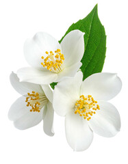 Close-up of three white jasmine flowers and leaves