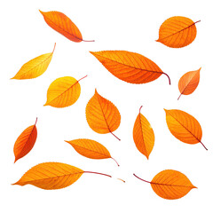 Obraz premium Falling autumn leaves, vibrant orange, dark background