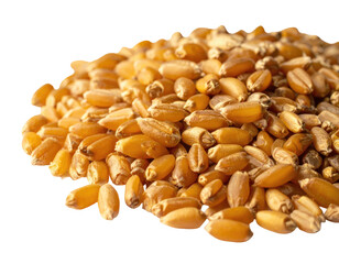 Close-up of many whole wheat grains (1)