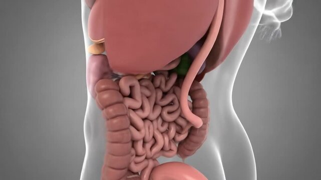 Anatomical 3D rendering of the human digestive system and internal organs within a transparent torso.