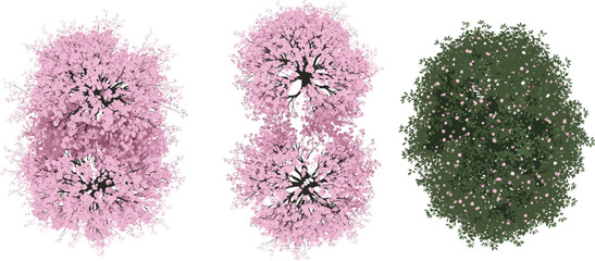 Top view cherry blossom trees illustration, pink sakura spring flowers, garden decorative foliage, blooming floral nature element, landscape design vector isolated artwork