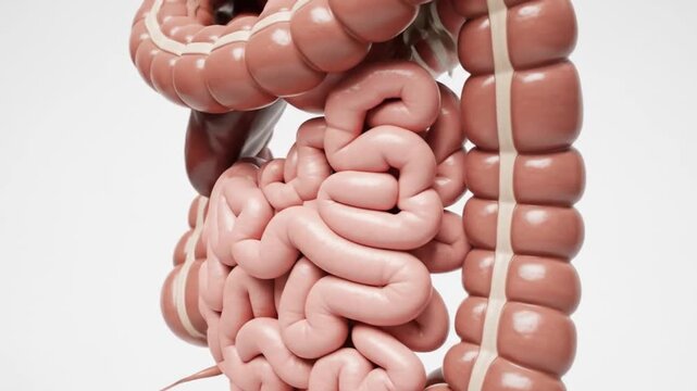 Anatomical illustration of the human digestive system, showcasing the intestines and colon.