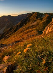 Golden hour view of yellow alpine flowers blooming on a mountain slope, with rugged peaks and warm sunlight painting the landscape at sunset.