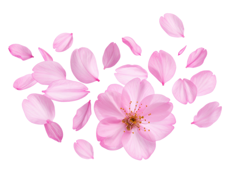 Delicate pink cherry blossoms, petals scattered