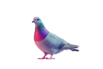 A vibrant pigeon isolated on transparent background displays iridescent plumage, its feathers shimmering with rainbow hues, creating a captivating and surreal avian portrait