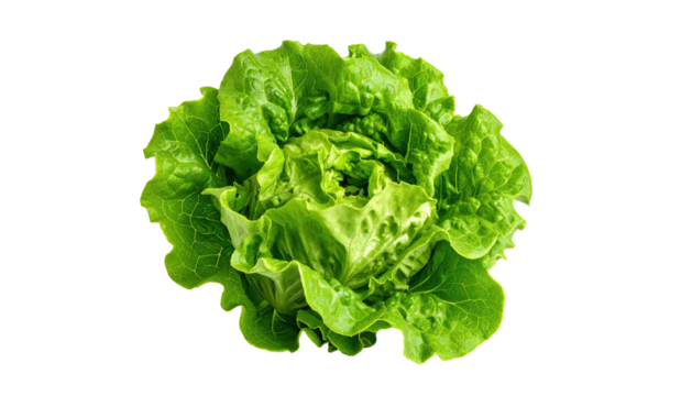 Close-up of a vibrant green head of lettuce.  Fresh, crisp leaves tightly clustered in a rounded shape.  Brightly lit against a black background