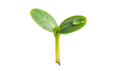 Tiny green seedling with dewdrop on leaf symbolizing growth and new beginnings isolated.