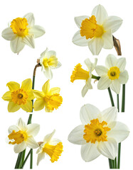 Close-up of multiple daffodils, white with yellow centers, arranged in a cluster.  Flowers have distinct star-shaped forms.  Stems are visible