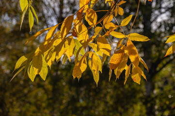 Autumn background with autumn leaf color.