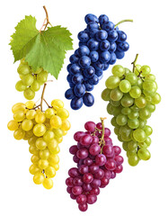 Colorful bunches of grapes in various shades