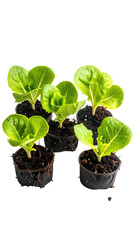 Young lettuce plants in small pots.  Healthy sprouts, vibrant green leaves.  Dark soil visible