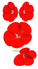 Close-up view of four vibrant red flowers.  