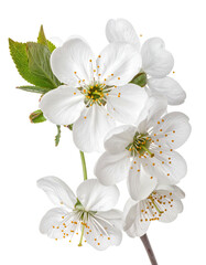 Close-up of a cluster of white blossoms on a branch, with visible leaves and stems