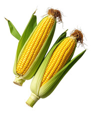 Two fresh ears of corn, bright yellow kernels encased in vibrant green husks, arranged against a pure black background.  Close-up view highlights the texture and color of the produce