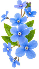 Close-up of forget-me-not flowers with leaves.  Bright blue blossoms, delicate stems, vibrant green leaves, isolated on white