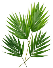 Three palm fronds, vibrant green, detailed, overlapping