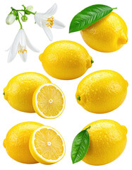Close-up view of multiple lemons, some whole, some sliced, with blossoms and leaves
