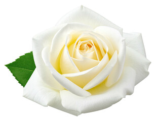 Close-up of a single, pristine white rose (4)