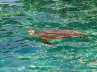 Side profile view of green sea turtle swimming from right with head above water against crystal clear water in Noumea