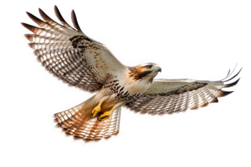A majestic redtailed hawk soars gracefully, its wings spread wide against an isolated on transparent background, showcasing its impressive size and powerful flight