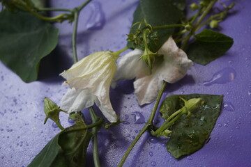 Coccinia indica flower is small, white, star-shaped with delicate petals, blooming beautifully among green vines, symbolizing purity and freshness