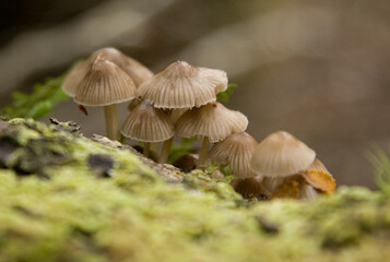 Forest Mushrooms