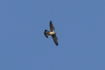 Vogel