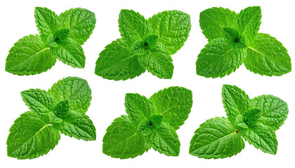 Close-up view of fresh mint leaves, arranged in a grid pattern against a black background.  Each leaf is vibrant green and displays a distinct, symmetrical shape with pointed edges