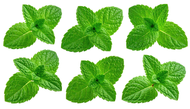 Close-up view of fresh mint leaves, arranged in a grid pattern against a black background.  Each leaf is vibrant green and displays a distinct, symmetrical shape with pointed edges