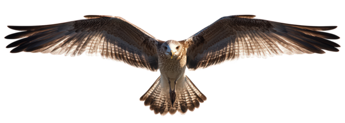 Osprey soaring isolated on transparent background, wings spread wide, feathers catching the light, a majestic display of avian power and freedom in the vast sky