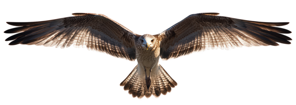 Osprey soaring isolated on transparent background, wings spread wide, feathers catching the light, a majestic display of avian power and freedom in the vast sky