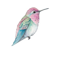 Fototapeta premium A colorful hummingbird in flight against a white background is a small, tropical wildlife illustration of a bird's wing and feather