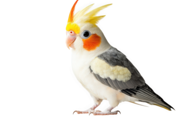 A captivating cockatiel isolated on transparent background, displaying its striking yellow crest, orange cheek patches, and intricate grey and white plumage in a studio shot