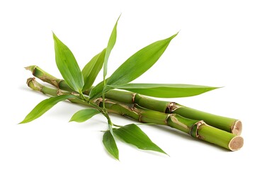 Vibrant green bamboo stalks and lush leaves arranged artistically against a clean white backdrop, evoking natural tranquility and Asian zen.