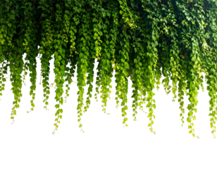 Overhanging bright green foliage, cascading down against a stark black void