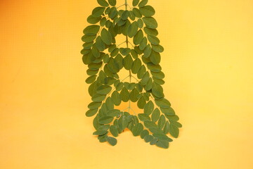 Fresh green Moringa leaves rich in nutrients, antioxidants, and vitamins, perfect for boosting immunity, energy, and overall health naturally