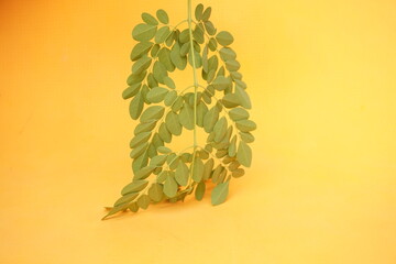 Fresh green Moringa leaves rich in nutrients, antioxidants, and vitamins, perfect for boosting immunity, energy, and overall health naturally