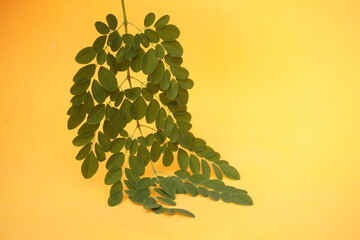 Fresh green Moringa leaves rich in nutrients, antioxidants, and vitamins, perfect for boosting immunity, energy, and overall health naturally