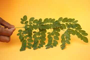 Fresh green Moringa leaves rich in nutrients, antioxidants, and vitamins, perfect for boosting immunity, energy, and overall health naturally