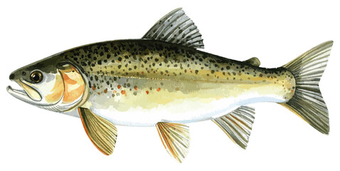 Watercolor Illustration of Wild Alaskan Pollock Fish