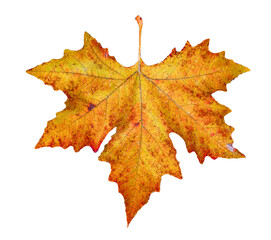 leaf leaves red brown veins isolated for background