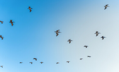 Flock of Pelicans flying in Santa Cruz California