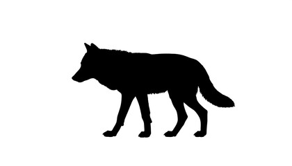 Silhouette of a walking wolf