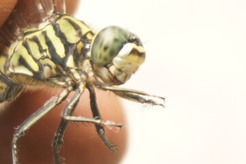 Close-up of a dragonfly showing intricate wings, vivid colors, and delicate details, capturing nature’s beauty and macro photography perfection.