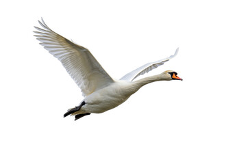 Elegant mute swan flying isolated PNG on transparent background, graceful bird with white plumage and orange beak in flight